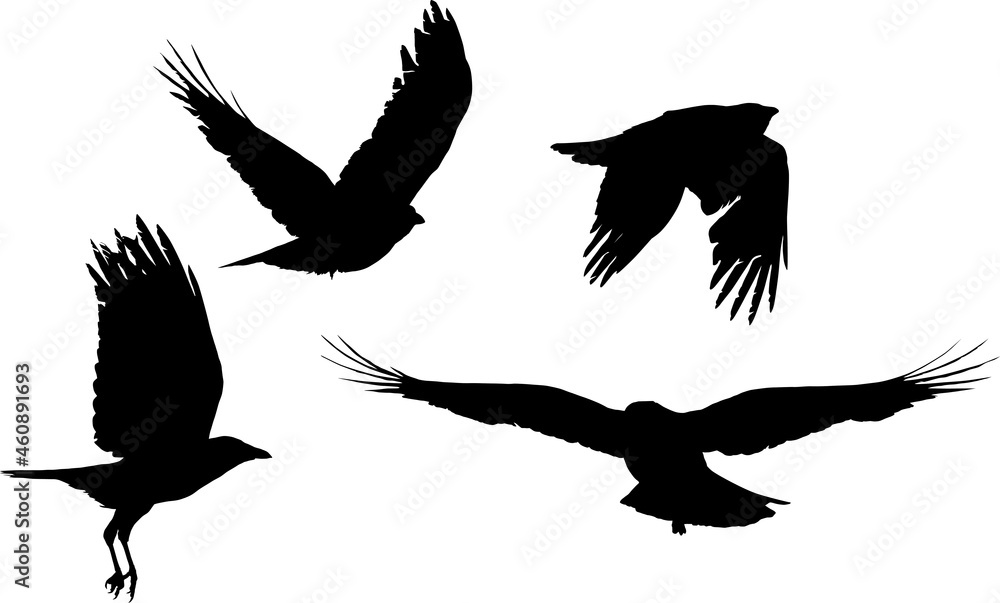 Sticker group of four crows flight black silhouettes