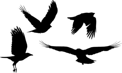 group of four crows flight black silhouettes