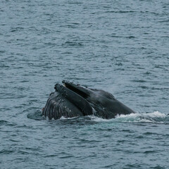 Fototapeta premium Humpback whale breaching in Svalbard