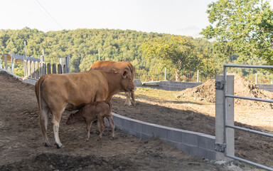 Pequeño ternero mamando de las ubres de una vaca marrón