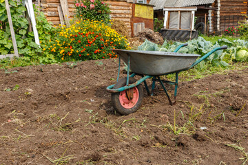 Empty wheelbarrow standing in the garden. Harvesting potatoes in autumn.