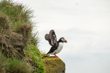Puffin on a cliff at Latrabjarg