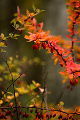  barberry bush with leaves and red berries closeup