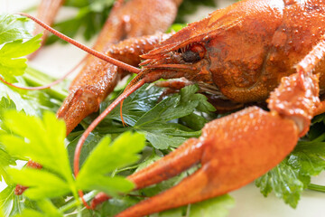 Appetizer protein. Boiled Crawfish close up and parsley leaves.