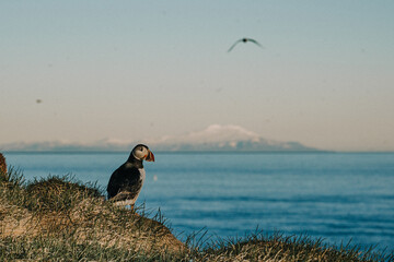 Puffin on a cliff with Snaefellsnes Glacier in the background