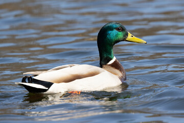 Portrait of male wild duck (Anas platyrhynchos) swimming in a pond