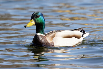 Portrait of male wild duck (Anas platyrhynchos) swimming in a pond
