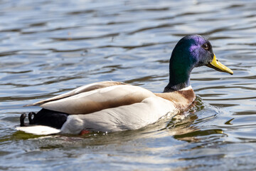 Portrait of male wild duck (Anas platyrhynchos) with blue head swimming in a pond