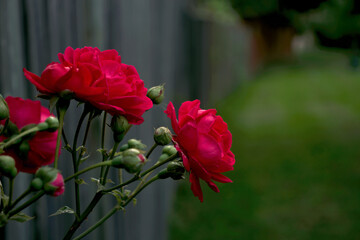 Red roses sticking seen int he early morning summer sunshine