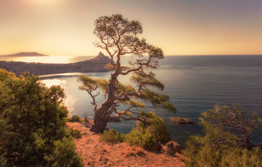 Naklejka na ściany i meble Lonely tree over the sea at dawn
