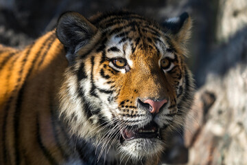 Amur tiger, portrait of a tiger in close-up