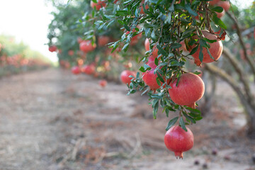 Orchard with big red pomegranates  in Israel. They are very beneficial for a healthy lifestyle....
