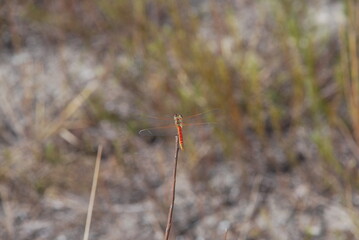 Libellula (dragonfly)
