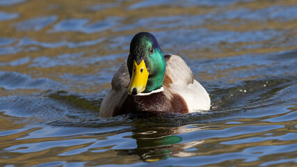 Portrait of male wild duck (Anas platyrhynchos) swimming in a pond