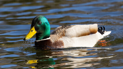 Portrait of male wild duck (Anas platyrhynchos) swimming in a pond