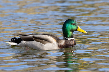 Portrait of male wild duck (Anas platyrhynchos) swimming in a pond