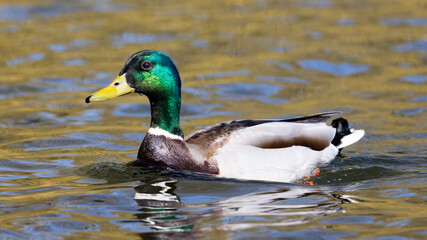 Portrait of male wild duck (Anas platyrhynchos) swimming in a pond