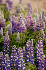 Obraz premium Lupine flower 