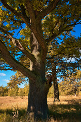 Large trunk of oak in autumn forest