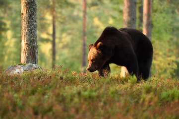Brown bear at sunset in the forest, powerful pose