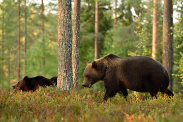 two brown bears walking in the forest at summer