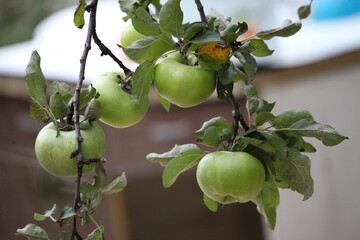 green apples on a tree