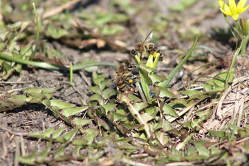 grass on the ground