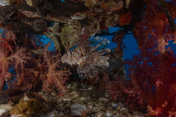 Lion fish in the Red Sea colorful fish, Eilat Israel