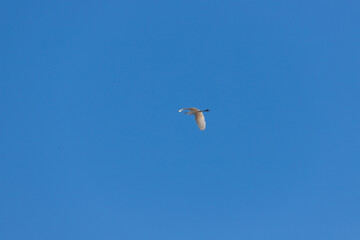 Great Egret flies in the air. In the background is a blue sky without clouds.