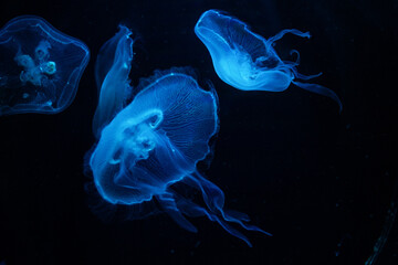 blue jellyfish in the ocean