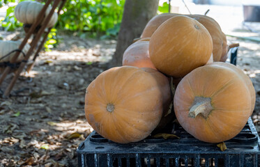 Pumpkins collected and stacked outside, in the shade of the trees. 