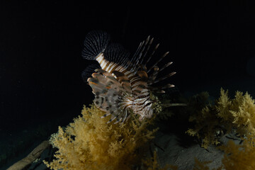 Lion fish in the Red Sea colorful fish, Eilat Israel
