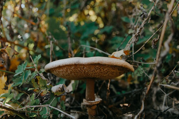 orange cap boletus