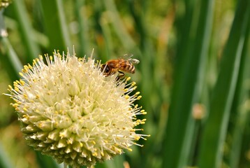 Pszczoła na kwiatach cebuli - obrazy, fototapety, plakaty