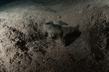 Fish swim in the Red Sea, colorful fish, Eilat Israel