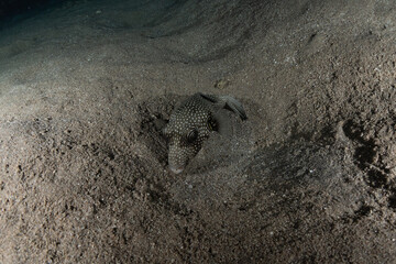 Fish swim in the Red Sea, colorful fish, Eilat Israel