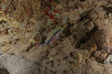Fish swim in the Red Sea, colorful fish, Eilat Israel