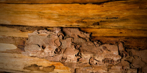 Fototapeta na wymiar old wood texture detail background hd