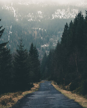 Forest road in Izera mountains 