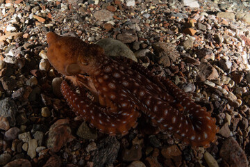 Octopus king of camouflage in the Red Sea, Eilat Israel 
