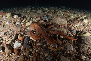 Octopus king of camouflage in the Red Sea, Eilat Israel 
