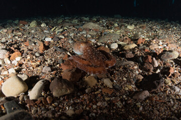 Octopus king of camouflage in the Red Sea, Eilat Israel 
