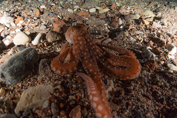 Octopus king of camouflage in the Red Sea, Eilat Israel 
