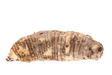 Malanga Edible Tuber - Root Of The Plant Called Colocasia Esculenta