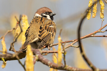 Eurasian tree sparrow (passer montanus) perched on tree branch