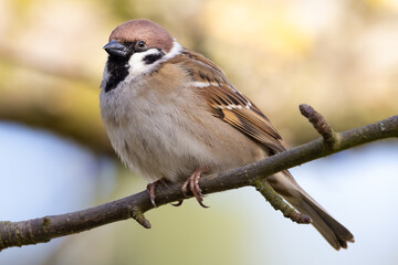 Eurasian tree sparrow (passer montanus) perched on tree branch