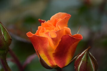 Priesendorf - Bayern - Deutschland - rotorange Blüte