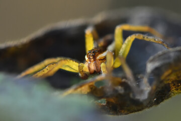 Closeup picture of eyes of semi-aquatic European raft spider Dolomedes fimbriatus (Araneae: Pisauridae), photographed in southern Germany near stream