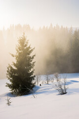 tree on the snow covered hill. winter scene with mist glowing morning light. coniferous forest in the distance