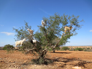 Goats in the Tree on the road from Marakesh to Essaouira, Morocco